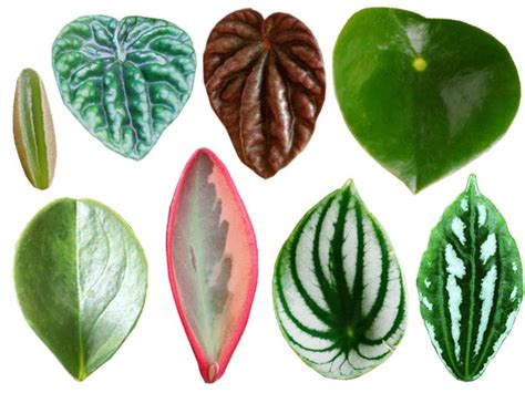 20 Types of Peperomia Plants - Popular & Rare Varieties - Plant Index