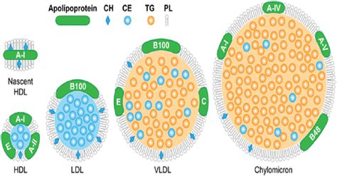 Figure 1 from Lipoproteins and lipoprotein mimetics for imaging and ...