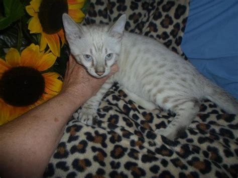 Snow Lynx Bengal cub for Sale in Cincinnati, Ohio Classified ...