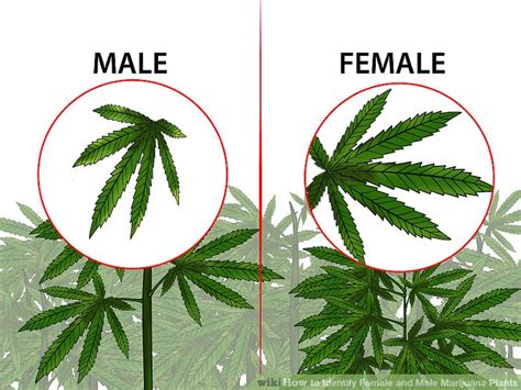 The 2 Best Ways to Identify Female and Male Marijuana Plants