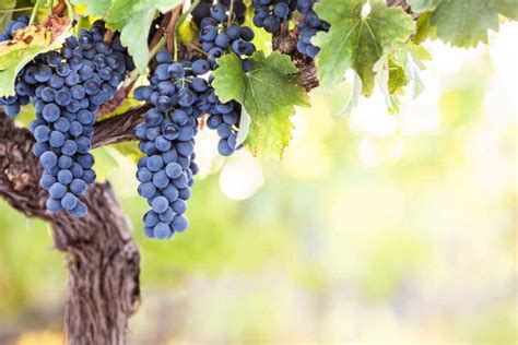 Grape Vine Care: Everything You Need to Know - Minneopa Orchards