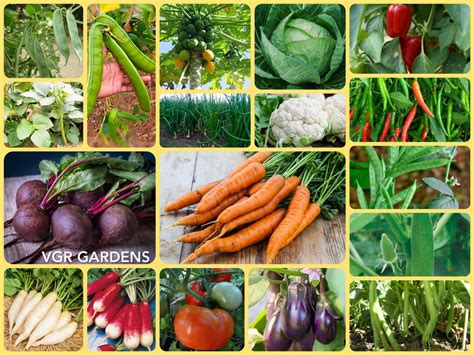 20 Vegetable Seeds - Combo Packs | VGR Gardens