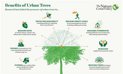 We need trees and here’s why…