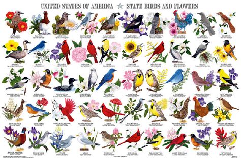 State Birds & Flowers Poster