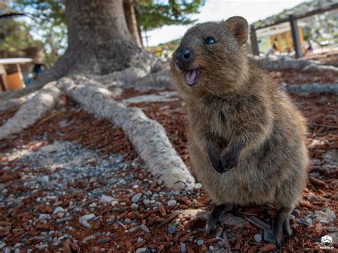 Zu Besuch bei den Quokkas auf Rottnest Island – Holoholo