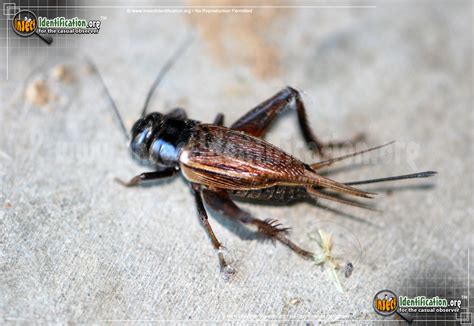 cricket insect images - Cricket