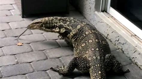 Jurassic Park type 7-feet-long lizard terrifies Miami family – Pet ...