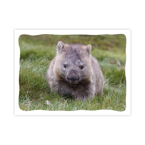 Prepaid Postcard – Wombat - Prepaid postcards