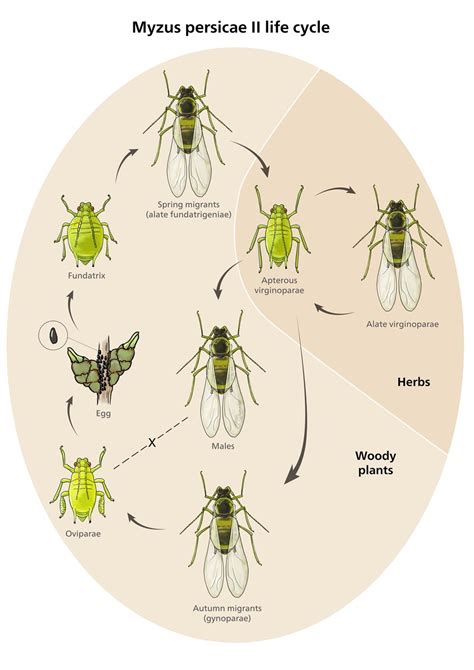 Aphid life cycle Illustration by Mesa Studios | Medical Illustration & Animation