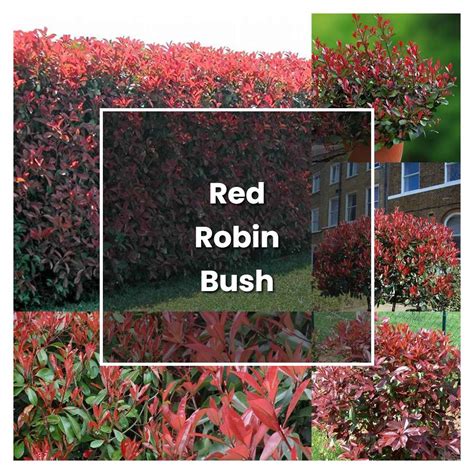 How to Grow Red Robin Bush - Plant Care & Tips | NorwichGardener