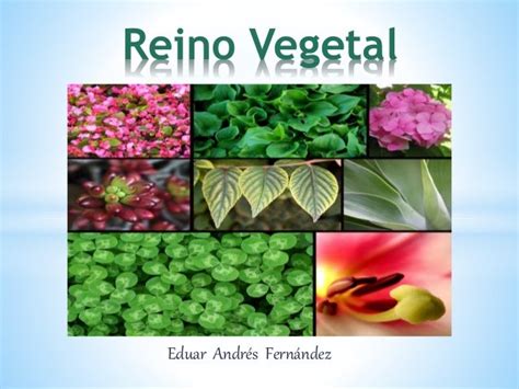 Reino vegetal