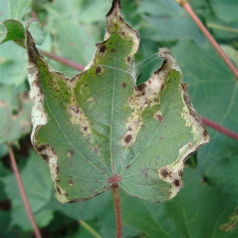 Alternaria leaf spot – Pestoscope