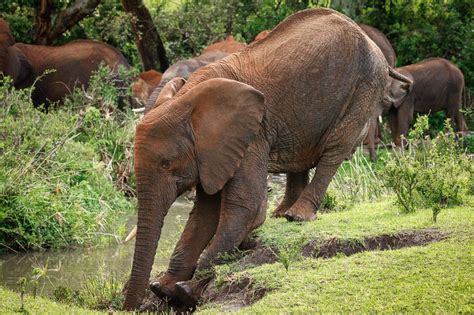 Muddy Elephants in Serengeti National Park - Anne McKinnell Photography