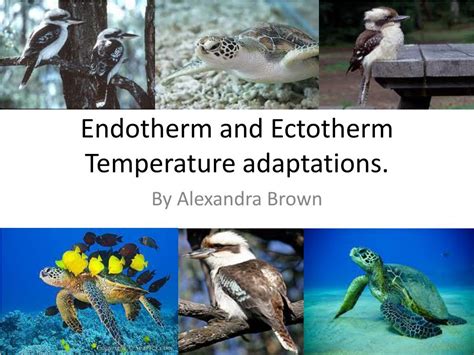 PPT - Endotherm and Ectotherm Temperature adaptations. PowerPoint ...