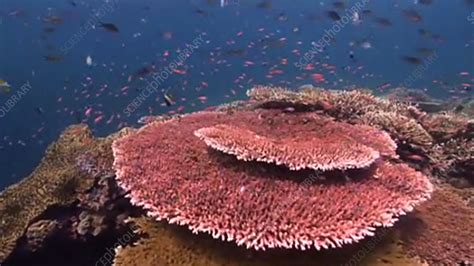 Table coral - Stock Video Clip - K003/2493 - Science Photo Library