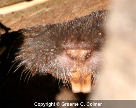 Botta's Pocket Gopher (Thomomys bottae)