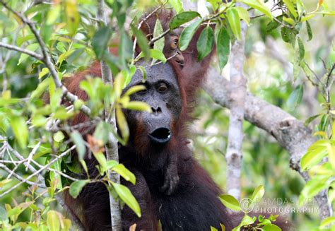 Indonesia Wildlife – Ramdas Iyer Photography