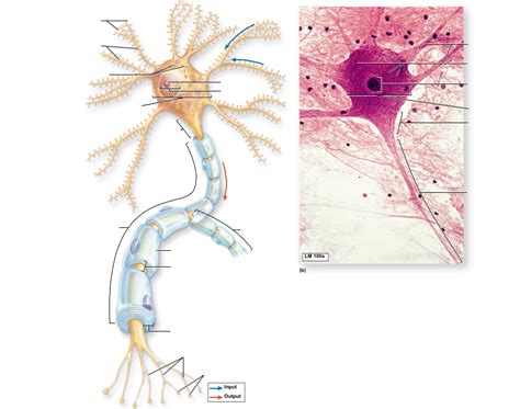 Axon Diagram | Quizlet