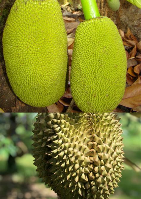 Jackfruit Vs. Durian: Smell, Taste, And More - Foodsalternative