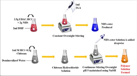 Synthesis of thiolated chitosan (TCS) from chitosan. | Download Scientific Diagram