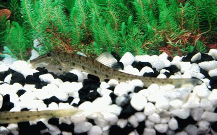 Horseface loach | Ornamental Fish Exporter