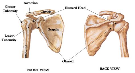 The appendicular skeleton of human body - Online Science Notes