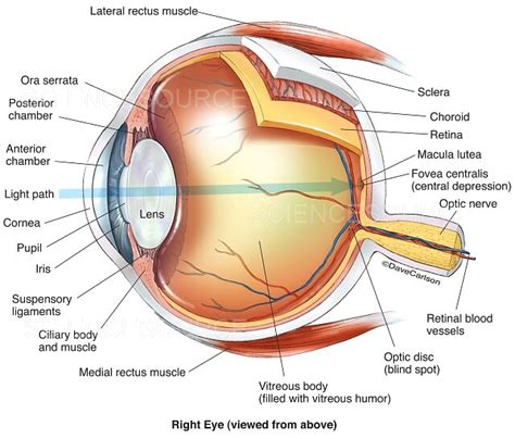 Eye Anatomy (labeled), illustration | Stock Image - Science Source Images