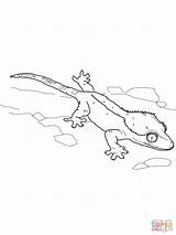 Coloring Gecko Geico Pages Lizard Cute Drawing Clipartmag Printable  sketch template