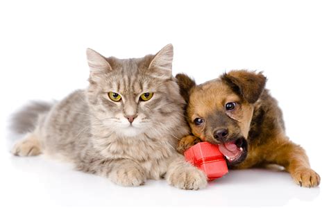 Cat & Dog Wallpapers, Pictures, Images