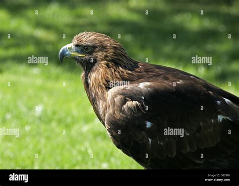 Berkut golden eagles hi-res stock photography and images - Alamy