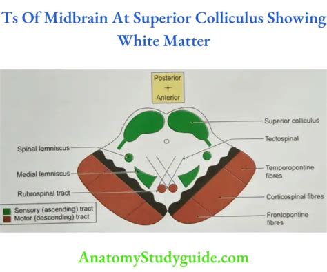 Brainstem Important Question And Answers - Anatomy Study Guide