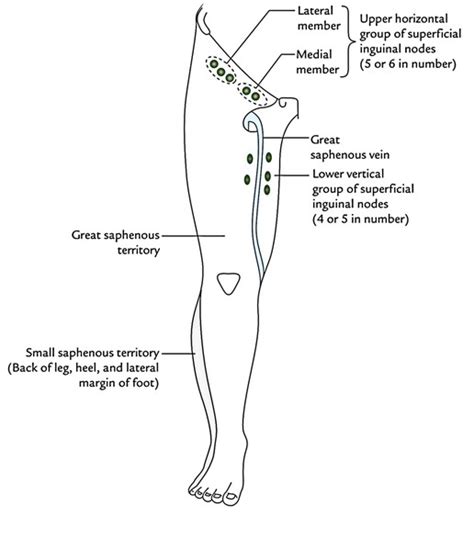 Drainage To Inguinal Lymph Nodes - Best Drain Photos Primagem.Org