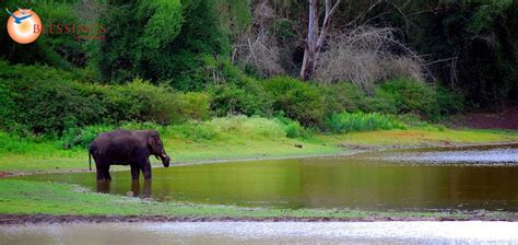 Wildlife Karnataka