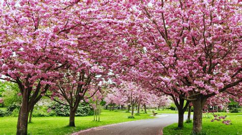 Shillong is hosting India’s own cherry blossom festival | Condé Nast ...