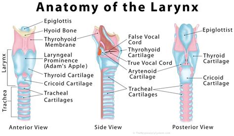 Anatomy and Physiology of Speech (Lungs and Larynx) Diagram | Quizlet