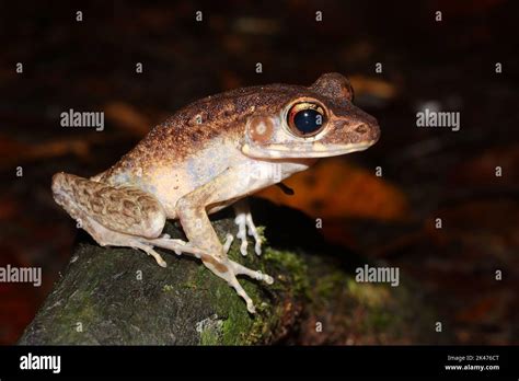 The Baram River frog, brown marsh frog, masked rough-sided frog ...