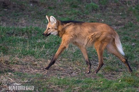 Chrysocyon brachyurus Pictures, Maned Wolf Images, Nature Wildlife Photos | NaturePhoto