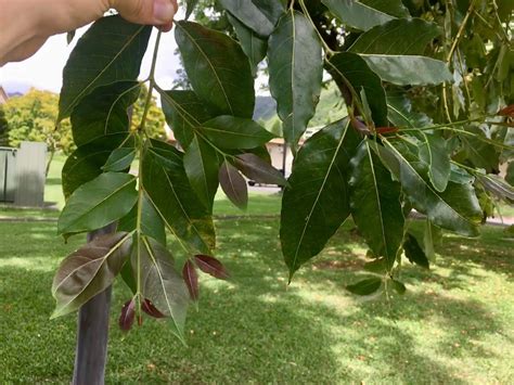 Eucalyptus deglupta (Mindanao Gum)