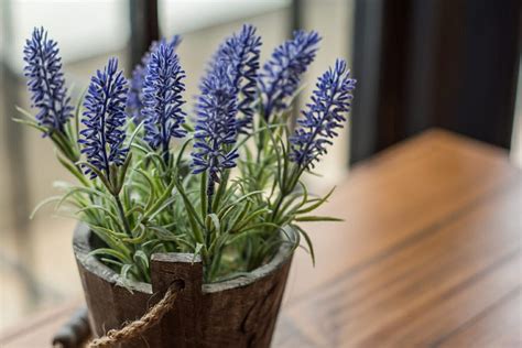 Growing Lavender Plants Indoors: Health And Wellness Benefits