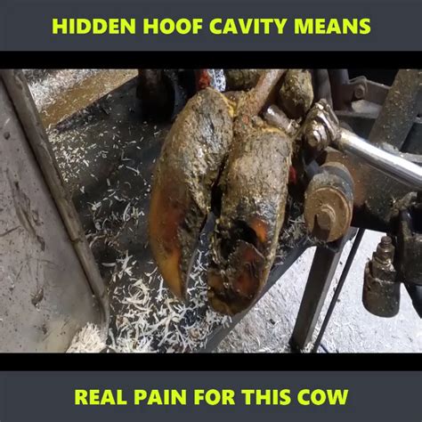 HIDDEN HOOF CAVITY MEANS REAL PAIN FOR THIS COW | pain | HIDDEN HOOF CAVITY MEANS REAL PAIN FOR ...