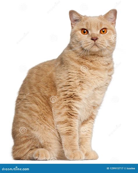 Ginger British Shorthair Cat, 1 Year Old Stock Image - Image of length ...