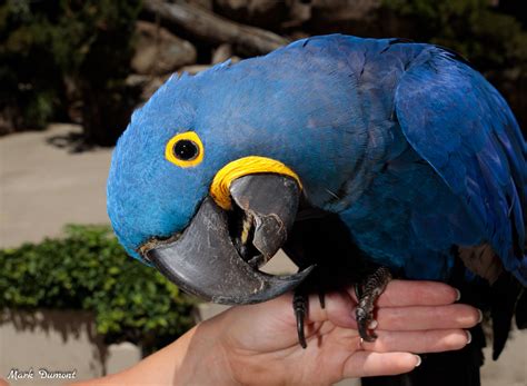 Hyacinth Macaw - Cincinnati Zoo & Botanical Garden