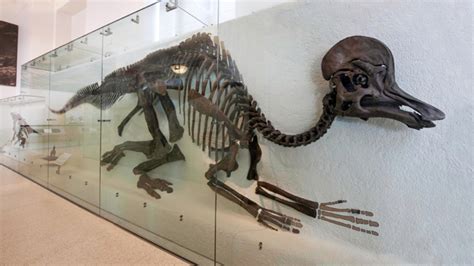 Corythosaurus: Duck Billed Dinosaur Skeleton | Dinosaur fossils, Dinosaur skeleton, Dinosaur