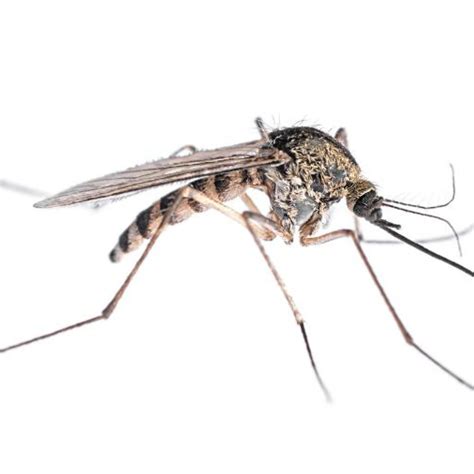 What Do Mosquitoes Look Like? | Mosquito Traits in Illinois and Indiana