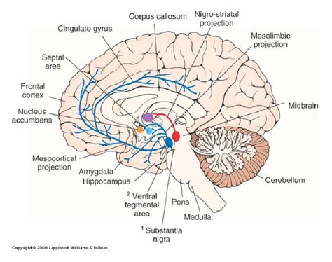 Pin on Neuroanatomy