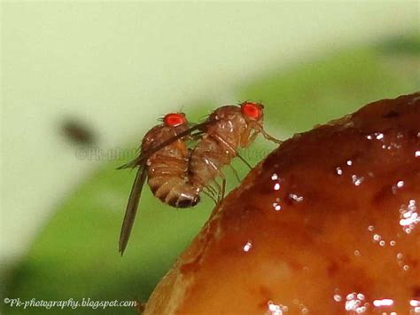 Drosophila melanogaster Life Cycle | Nature, Cultural, and Travel Photography Blog