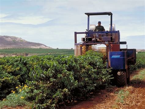 Coffee Harvesting and Processing Methods