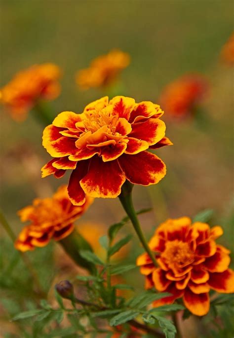 #marigoldsingarden | October birth flowers, October flowers, Birth flowers