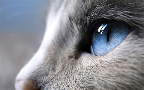 Online crop | HD wallpaper: Blue Eyes Cat | Wallpaper Flare