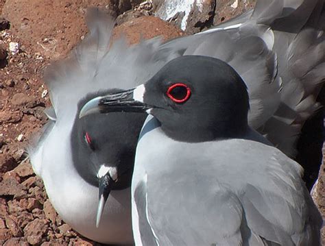 The Galapagos Islands-Galapagos Lava Gull - travel world time zones